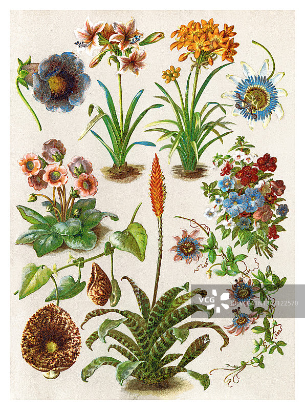 老式彩色石印插图：开花盆栽图片素材