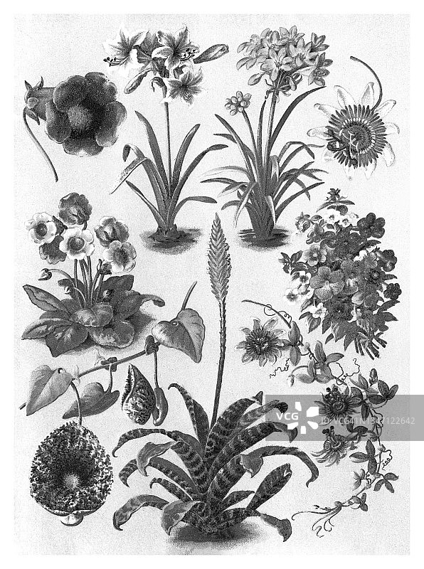 老式彩色石印插图：开花盆栽图片素材