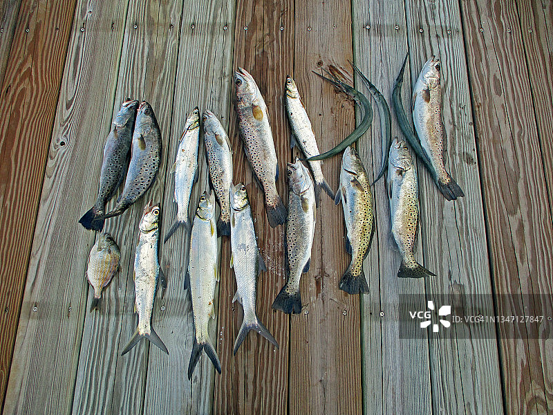 当日渔获图片素材