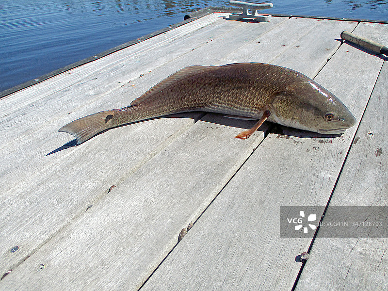 码头上的红鱼图片素材