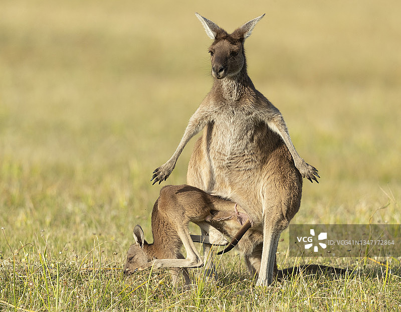 袋鼠母子系列#3图片素材