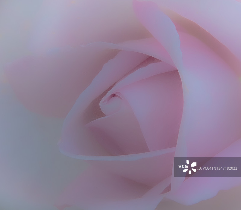 单朵柔和粉色玫瑰花瓣特写图片素材