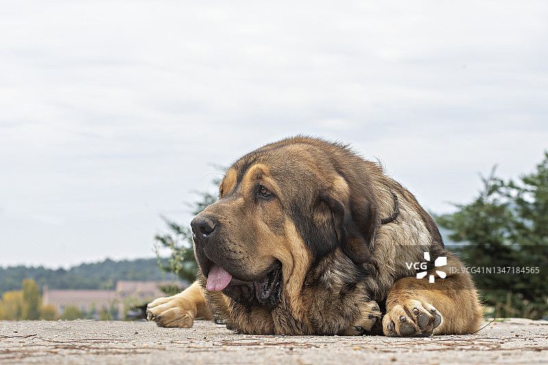 西班牙獒犬肖像图片素材