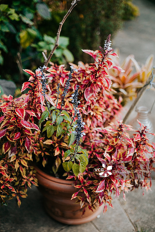 户外盆栽植物图片素材