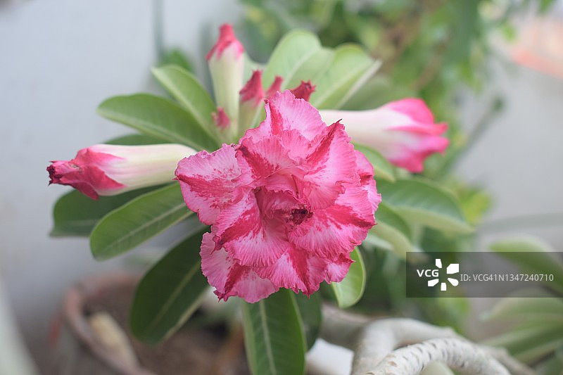 盛开的沙漠玫瑰的红色、粉红色、白色花朵图片素材