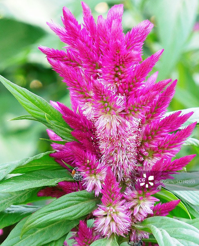 盛开的鸡冠花，颜色呈微红紫色，如天鹅绒般绚丽图片素材