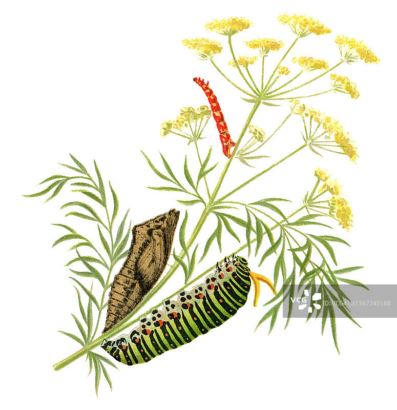 昆虫学古版画插图：欧亚凤蝶毛虫和菩提树尺蛾图片素材