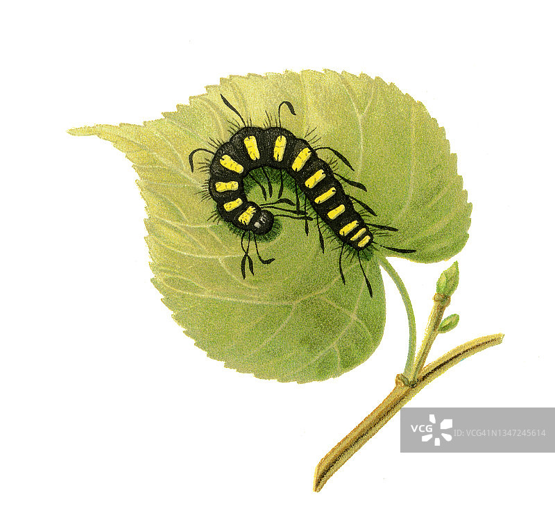昆虫学，桤木蛾（Acronicta alni）毛虫古版画图片素材