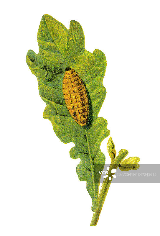 古老的刻绘插图：昆虫学，紫条纹尾蛱蝶毛虫图片素材