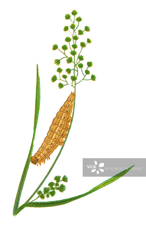 昆虫学老式雕刻插图：大理石白蝴蝶的毛毛虫图片素材