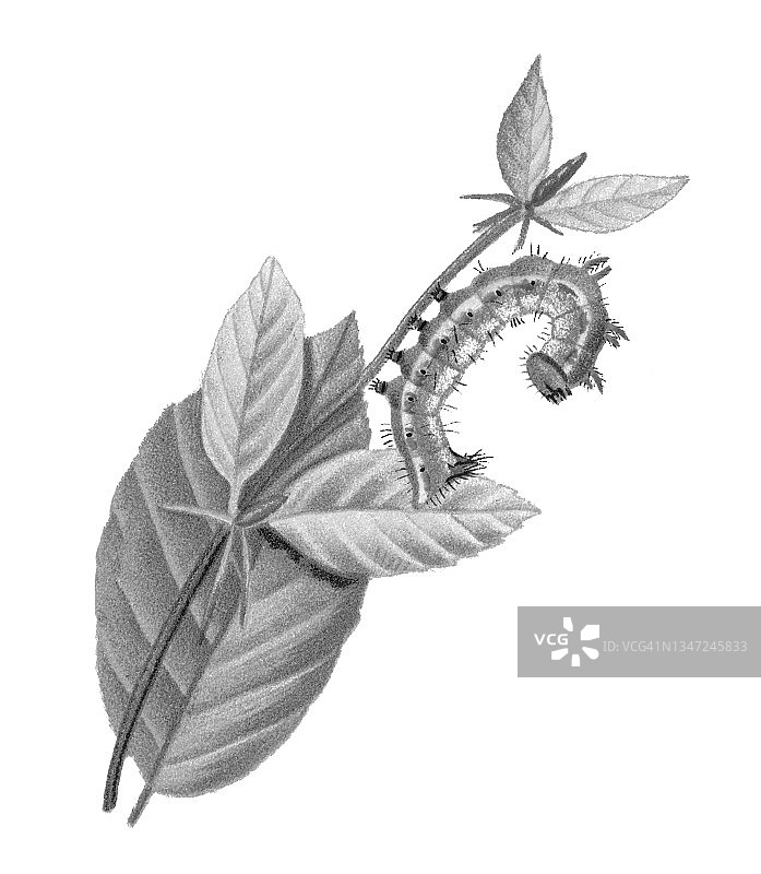 老式雕刻昆虫学插图：斜纹舟蛾毛虫图片素材