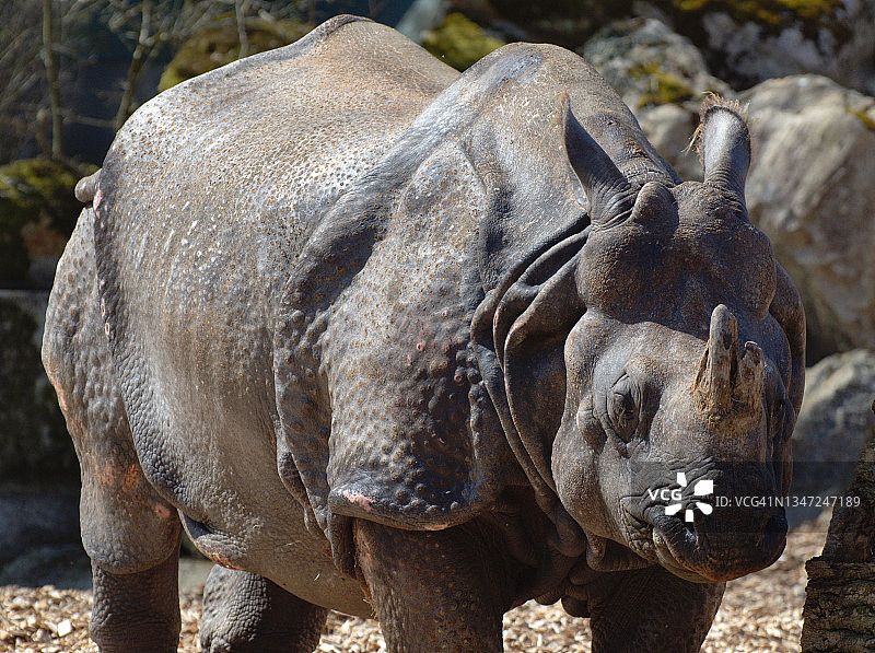 展示盔甲般皮肤和角的印度犀牛正面图图片素材