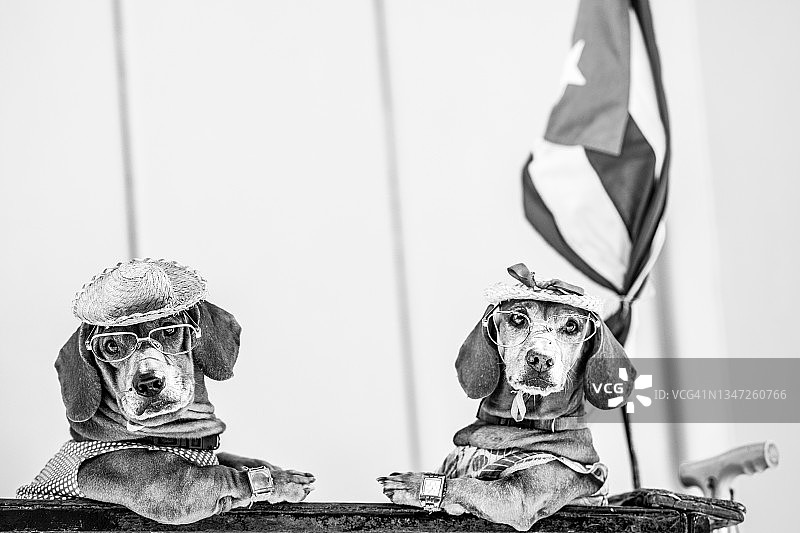 古巴风味热狗图片素材