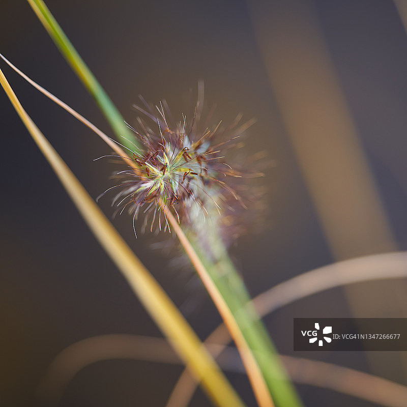 矮蒲苇图片素材