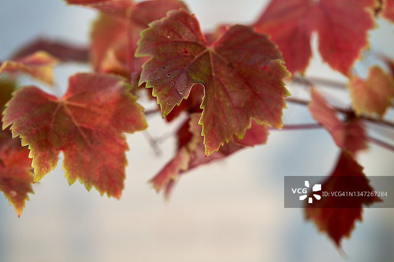 博斯科普荣耀葡萄图片素材