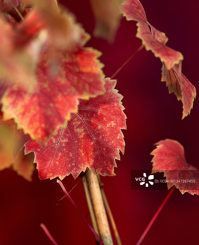 博斯科普荣耀葡萄叶图片素材