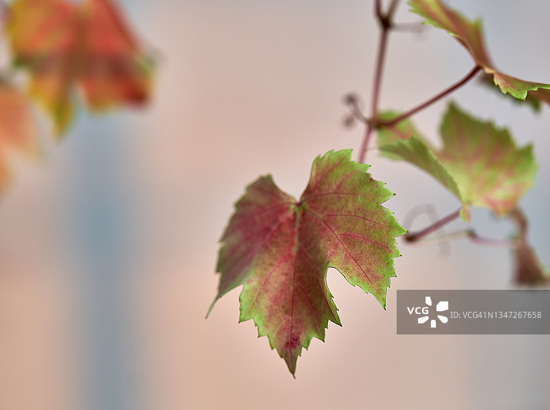 博斯科夫荣耀葡萄图片素材