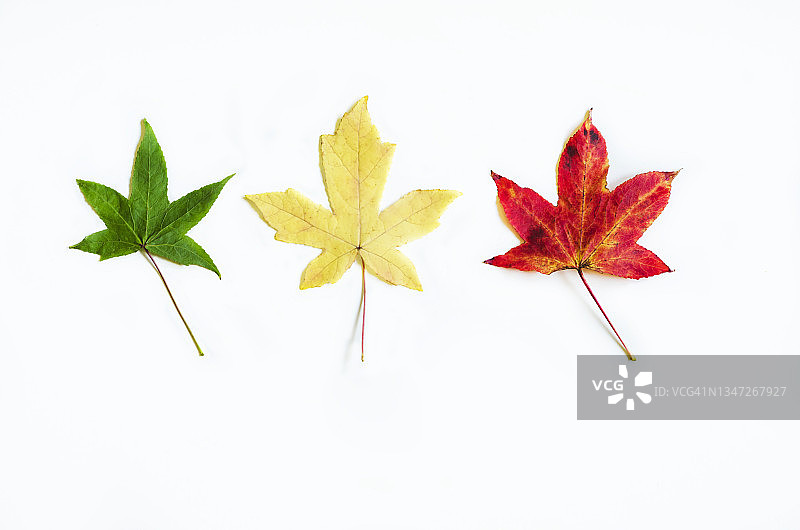 从夏季到秋季的过渡（白色背景）图片素材