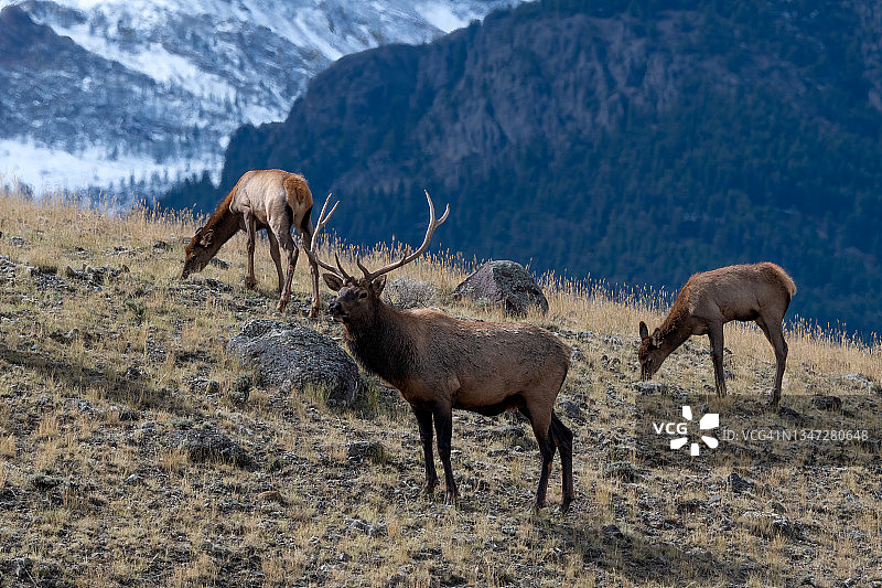 雄麋鹿鸣叫，召集雌麋鹿图片素材