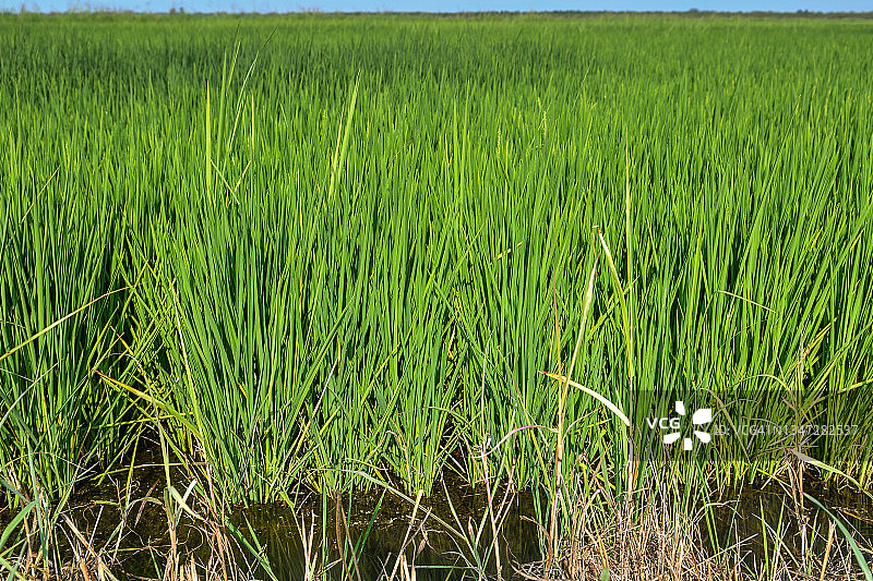 加利福尼亚州比尤特县被洪水淹没的稻田图片素材