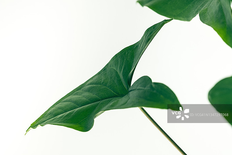 明亮的客厅，有室内植物。盆栽花的绿叶，靠在白墙上，在家或办公室。美丽的时尚现代设计，极简主义。自然背景。手机屏幕保护程序或壁纸。留白图片素材