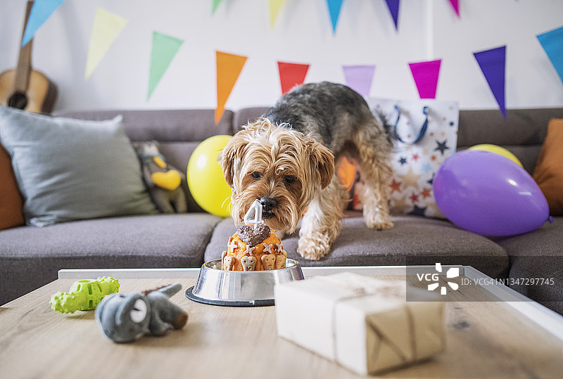 狗狗的生日派对图片素材