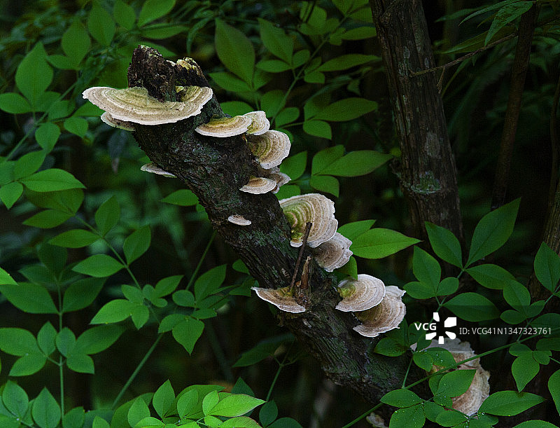 枯树干上生长的多种多孔菌图片素材