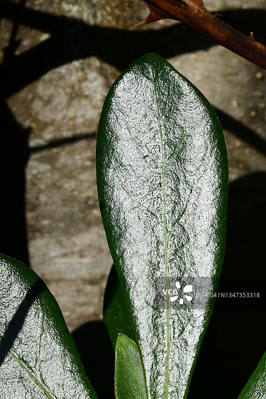 光亮的树篱叶子静物图片素材