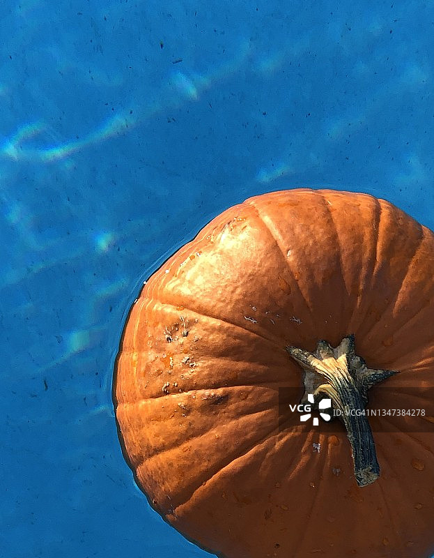 秋季亮橙色南瓜漂浮在蓝色泳池中图片素材