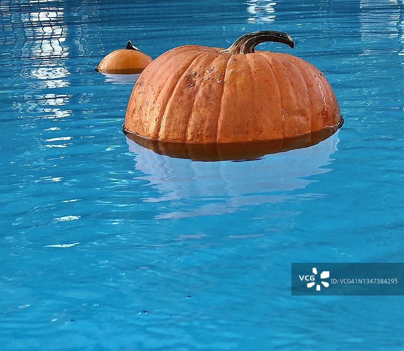 秋季亮橙色南瓜漂浮在蓝色泳池中图片素材