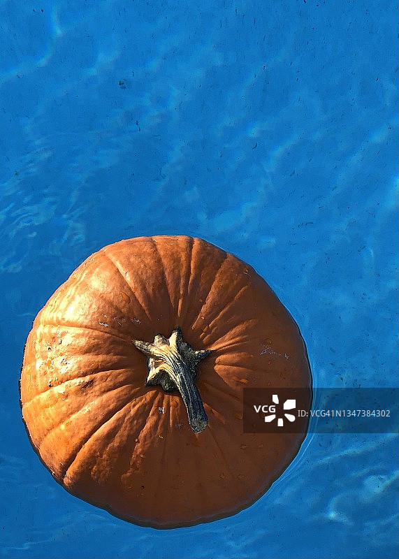 秋季亮橙色南瓜漂浮在蓝色泳池中图片素材