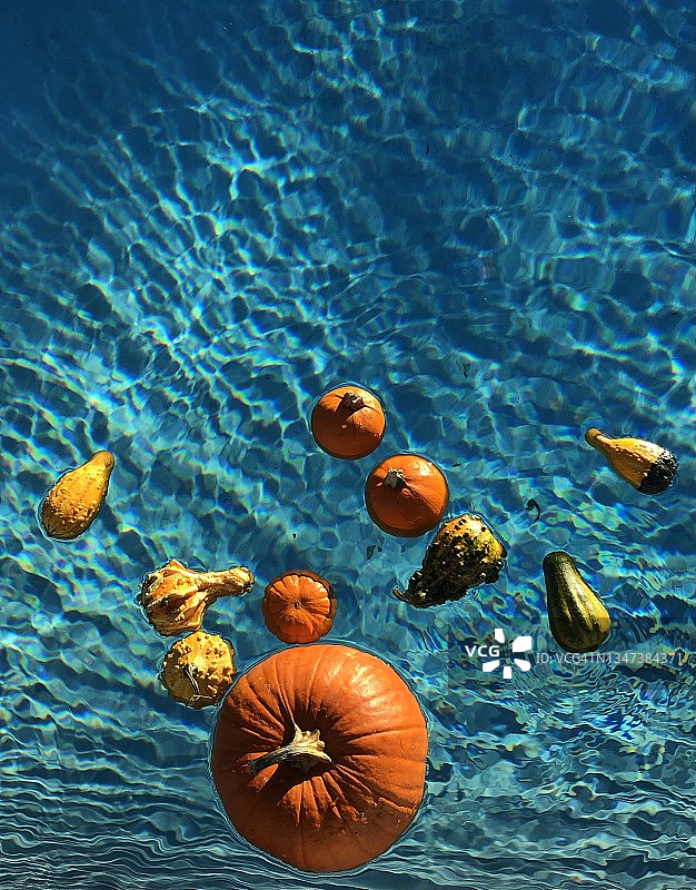 秋季亮橙色南瓜漂浮在蓝色泳池中图片素材