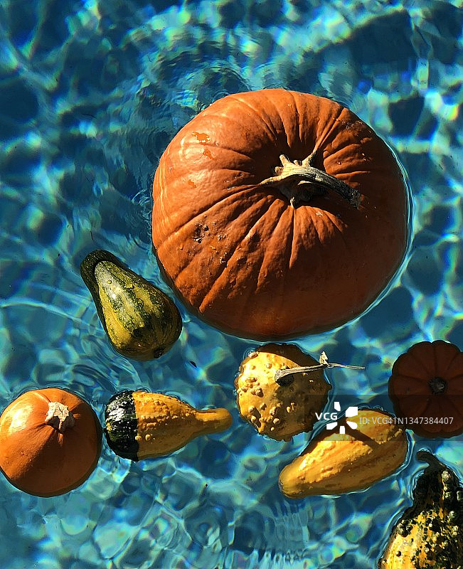 秋季亮橙色南瓜漂浮在蓝色泳池中图片素材