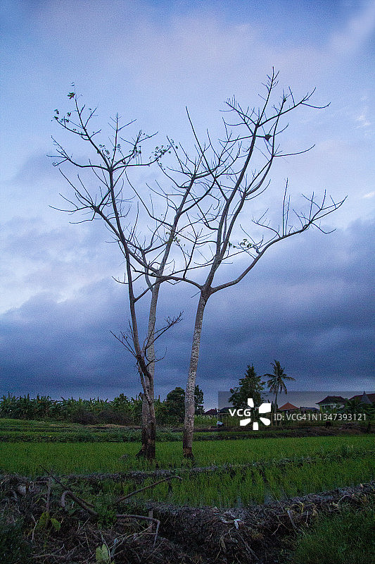 稻田云天下的一棵树图片素材