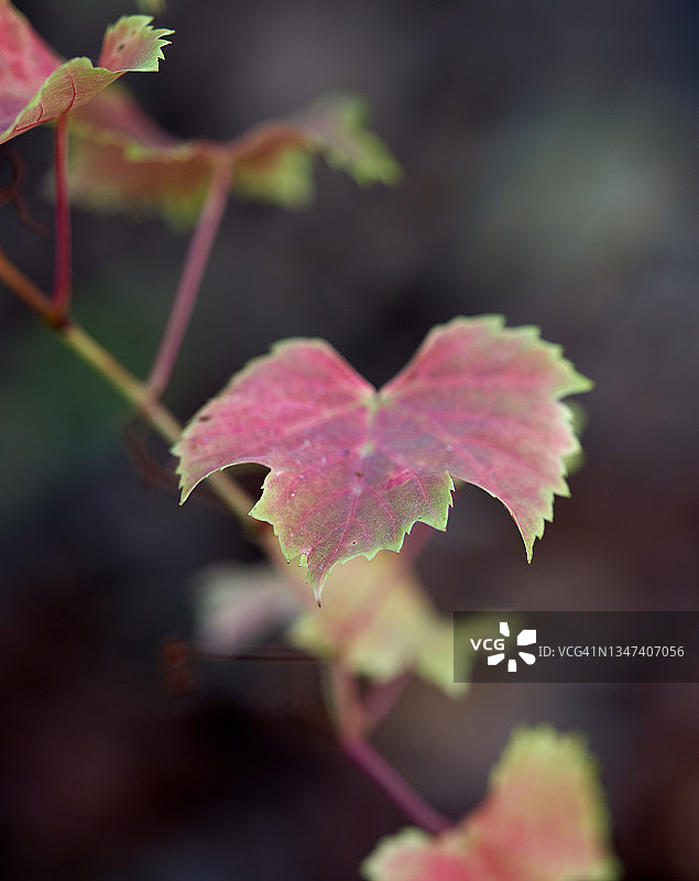 博斯科荣光葡萄图片素材