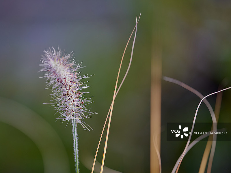 中国狼尾草图片素材