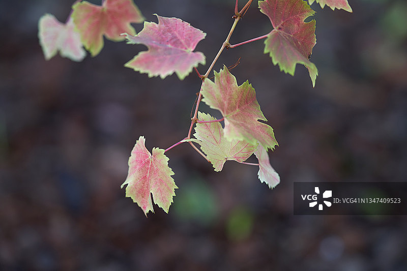 博斯科夫荣耀葡萄树图片素材
