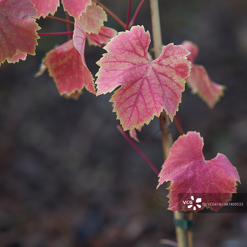 博斯科夫荣耀葡萄树图片素材
