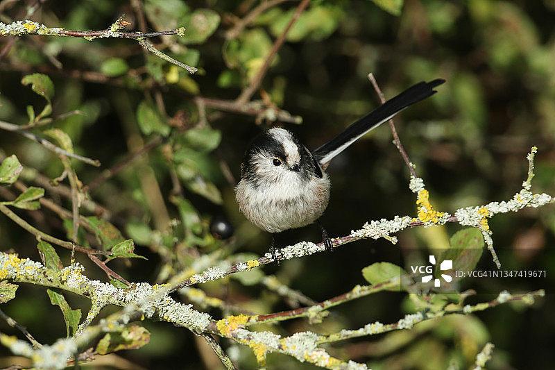 一只漂亮的银喉长尾山雀栖息在树枝上图片素材