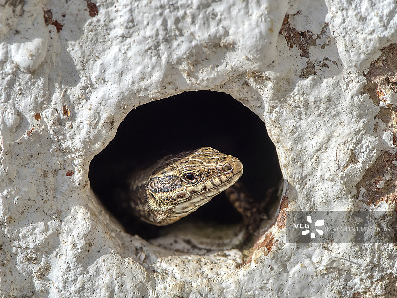 从墙洞中探出头的壁虎图片素材