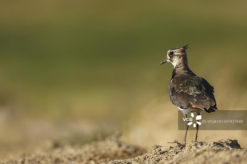 凤头麦鸡栖息在稻田边图片素材