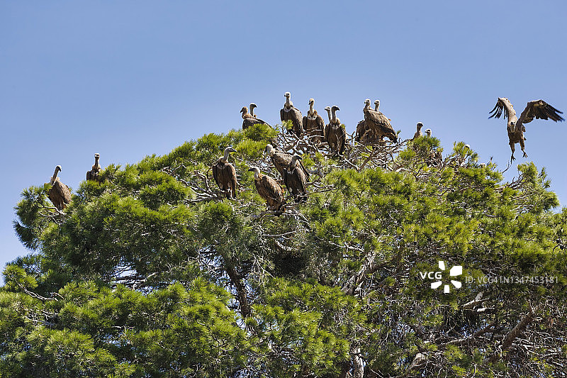 一群欧亚鹫栖息在一棵高大的松树顶上，而另一只飞来了。兀鹫。图片素材