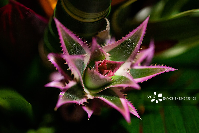 奇异花卉图片素材