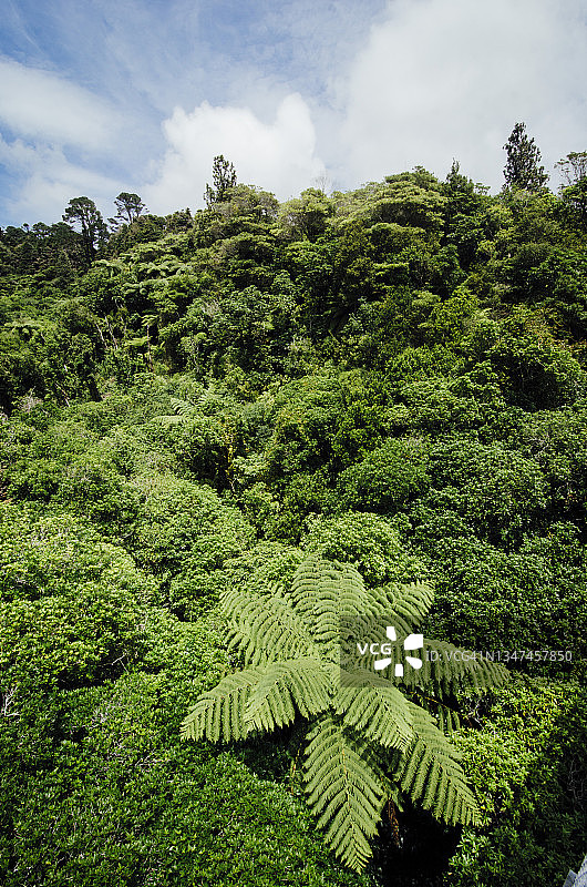 茂盛森林中仰视的黑桫椤树图片素材