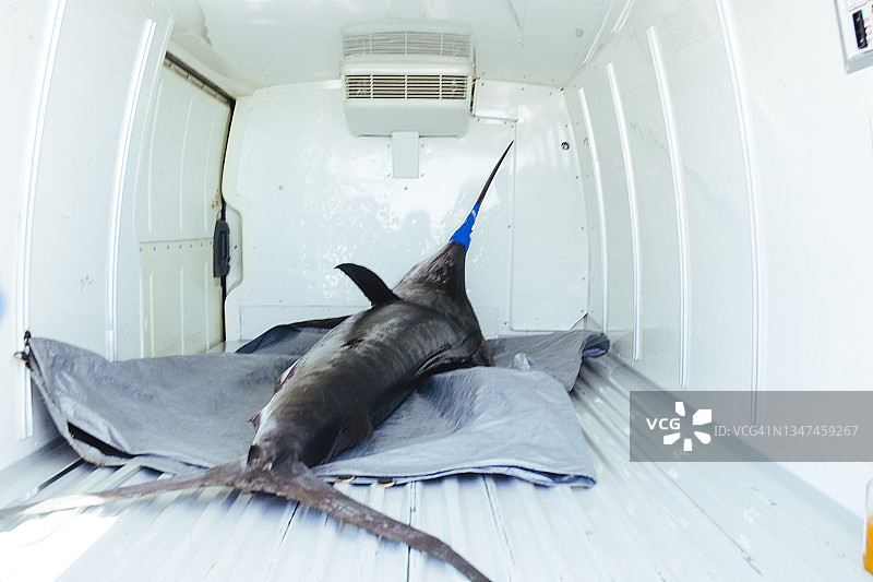 货车后部新鲜捕获的旗鱼，当日的大型猎鱼渔获图片素材