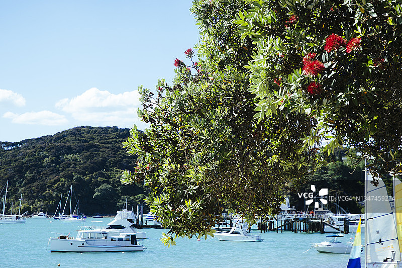 群岛湾沿海的红花树和游艇，新西兰图片素材