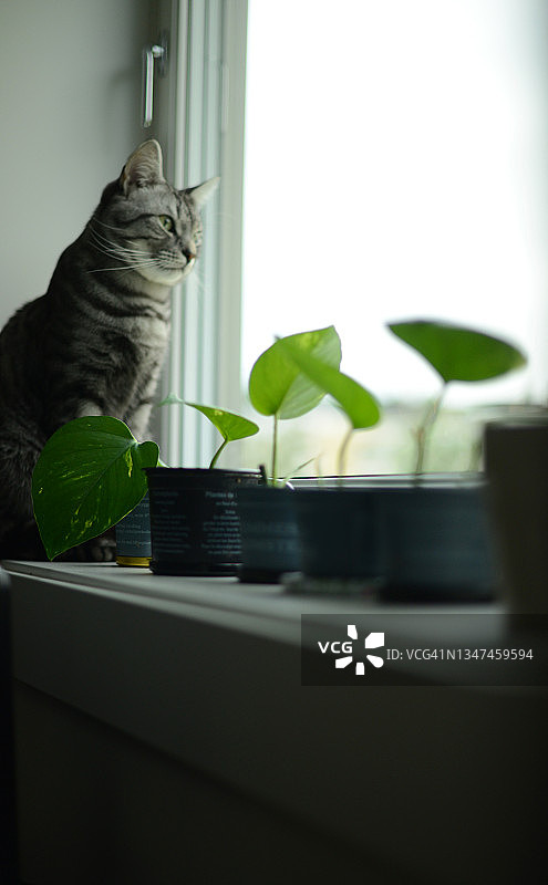 坐在窗台上小盆栽旁的猫图片素材