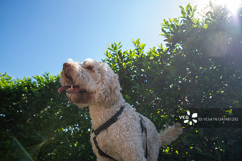 夏日阳光下绿色树篱前的可爱白色拉布拉多犬图片素材