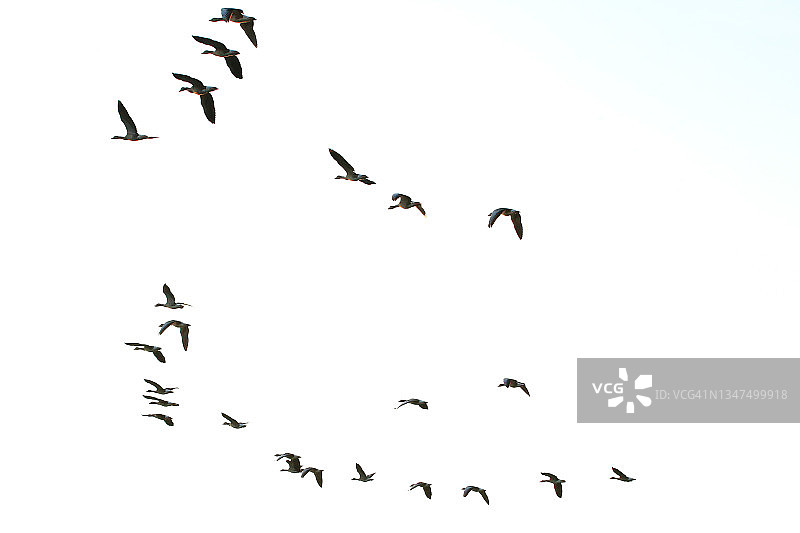 日落时分天空中的野鹅剪影图片素材