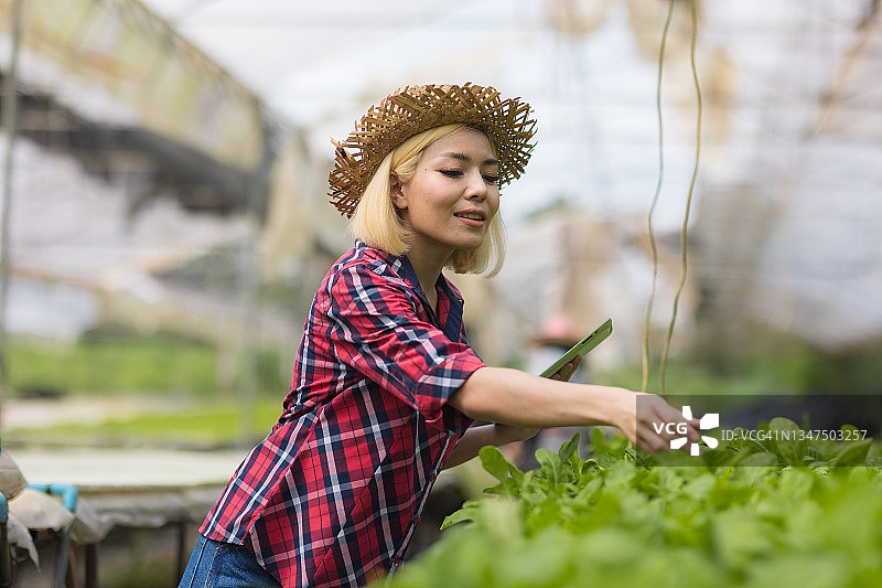 亚洲女性在水培农场中使用平板电脑工作图片素材